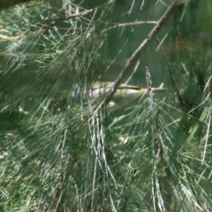 Zosterops lateralis at Gordon, ACT - 16 Feb 2022 12:06 PM