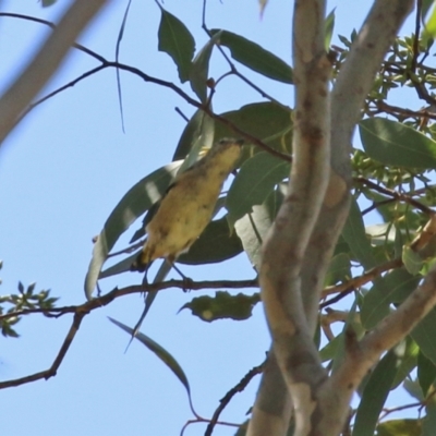 Pardalotus punctatus (Spotted Pardalote) at Gordon, ACT - 16 Feb 2022 by RodDeb