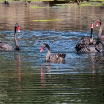 Cygnus atratus (Black Swan) at Gordon Pond - 16 Feb 2022 by RodDeb