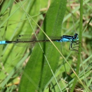 Ischnura heterosticta at Gordon, ACT - 16 Feb 2022