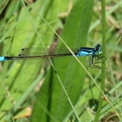 Ischnura heterosticta at Gordon, ACT - 16 Feb 2022