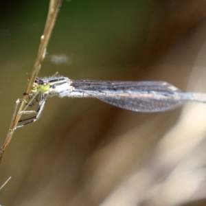 Ischnura heterosticta at Gordon, ACT - 16 Feb 2022