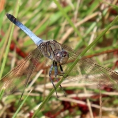 Orthetrum caledonicum (Blue Skimmer) at Gordon, ACT - 16 Feb 2022 by RodDeb