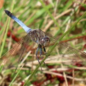 Orthetrum caledonicum at Gordon, ACT - 16 Feb 2022