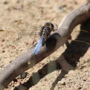 Orthetrum caledonicum at Gordon, ACT - 16 Feb 2022 11:42 AM