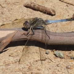 Orthetrum caledonicum at Gordon, ACT - 16 Feb 2022