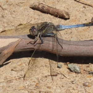 Orthetrum caledonicum at Gordon, ACT - 16 Feb 2022