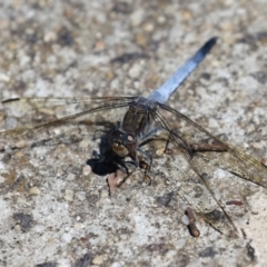 Orthetrum caledonicum at Gordon, ACT - 16 Feb 2022 11:42 AM