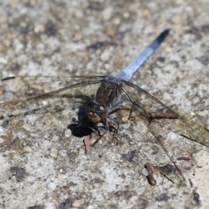 Orthetrum caledonicum at Gordon, ACT - 16 Feb 2022 11:42 AM