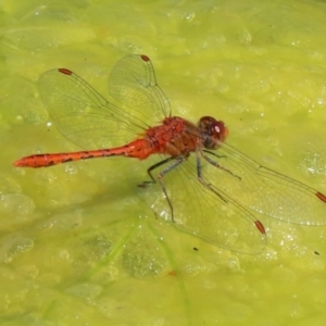 Diplacodes bipunctata at Gordon, ACT - 16 Feb 2022 12:12 PM