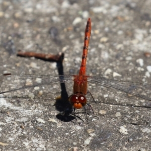 Diplacodes bipunctata at Gordon, ACT - 16 Feb 2022 12:12 PM