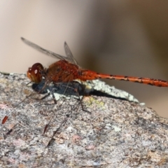 Diplacodes bipunctata at Gordon, ACT - 16 Feb 2022 12:12 PM