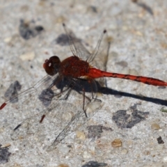 Diplacodes bipunctata at Gordon, ACT - 16 Feb 2022