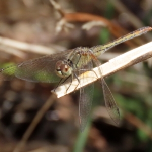 Diplacodes bipunctata at Gordon, ACT - 16 Feb 2022 12:12 PM