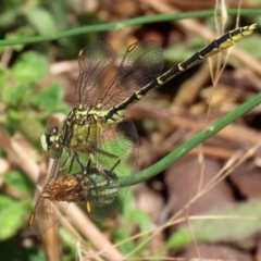 Austrogomphus guerini (Yellow-striped Hunter) at Gordon, ACT - 16 Feb 2022 by RodDeb