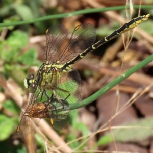 Austrogomphus guerini at Gordon, ACT - 16 Feb 2022 11:54 AM