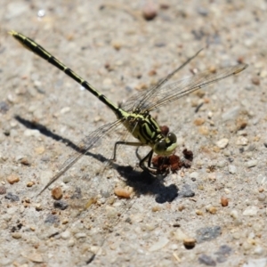 Austrogomphus guerini at Gordon, ACT - 16 Feb 2022 11:54 AM