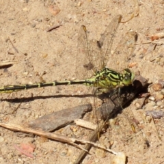 Austrogomphus guerini at Gordon, ACT - 16 Feb 2022 11:54 AM