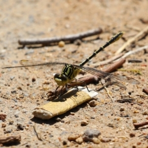 Austrogomphus guerini at Gordon, ACT - 16 Feb 2022 11:54 AM