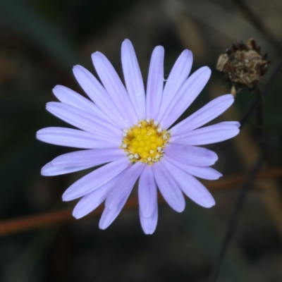 Brachyscome sp. (Cut-leaf Daisy) at Pinbeyan, NSW - 13 Feb 2022 by jb2602