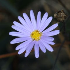 Brachyscome sp. (Cut-leaf daisy) at Pinbeyan, NSW - 13 Feb 2022 by jb2602