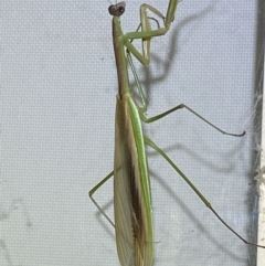 Unidentified Praying mantis (Mantodea) at QPRC LGA - 16 Feb 2022 by Steve_Bok