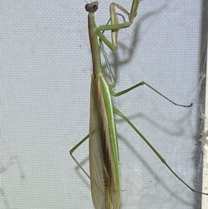 Tenodera australasiae at Jerrabomberra, NSW - 16 Feb 2022