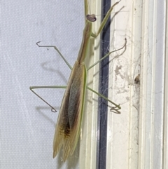 Tenodera australasiae at Jerrabomberra, NSW - suppressed