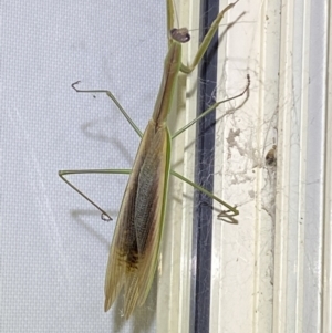 Tenodera australasiae at Jerrabomberra, NSW - 16 Feb 2022