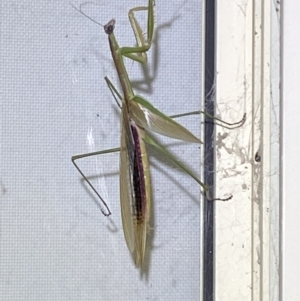 Tenodera australasiae at Jerrabomberra, NSW - 16 Feb 2022