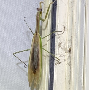 Tenodera australasiae at Jerrabomberra, NSW - 16 Feb 2022