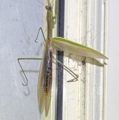 Tenodera australasiae at Jerrabomberra, NSW - 16 Feb 2022