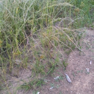 Eragrostis parviflora at Kambah, ACT - 21 Feb 2022