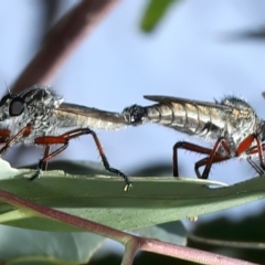 Zosteria sp. (genus) (Common brown robber fly) at Pinbeyan, NSW - 13 Feb 2022 by jb2602