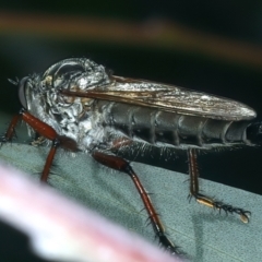 Zosteria sp. (genus) at Pinbeyan, NSW - 13 Feb 2022 11:42 AM