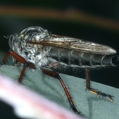 Zosteria sp. (genus) at Pinbeyan, NSW - 13 Feb 2022