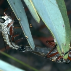 Zosteria sp. (genus) (Common brown robber fly) at Pinbeyan, NSW - 13 Feb 2022 by jb2602