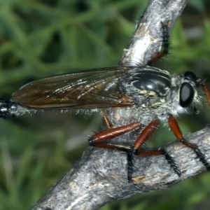 Zosteria sp. (genus) at Pinbeyan, NSW - 13 Feb 2022