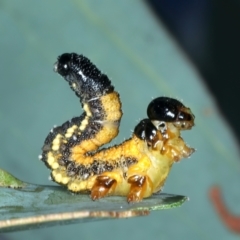 Perginae sp. (subfamily) (Unidentified pergine sawfly) at Talbingo, NSW - 13 Feb 2022 by jb2602