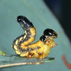 Pergidae sp. (family) (Unidentified Sawfly) at Talbingo, NSW - 13 Feb 2022 by jb2602