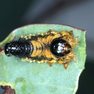 Pergidae sp. (family) at Talbingo, NSW - 13 Feb 2022 02:00 PM