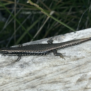 Eulamprus heatwolei at Pinbeyan, NSW - 13 Feb 2022