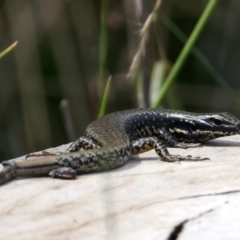 Eulamprus heatwolei at Pinbeyan, NSW - 13 Feb 2022 11:21 AM