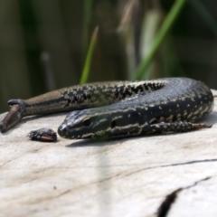 Eulamprus heatwolei at Pinbeyan, NSW - 13 Feb 2022 11:21 AM