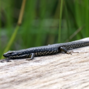 Eulamprus heatwolei at Pinbeyan, NSW - 13 Feb 2022 11:21 AM