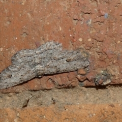 Ectropis excursaria at McKellar, ACT - suppressed