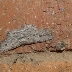 Ectropis excursaria at McKellar, ACT - suppressed