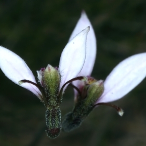 Eriochilus cucullatus at Pinbeyan, NSW - 13 Feb 2022