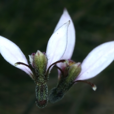 Eriochilus cucullatus (Parson's Bands) at Kosciuszko National Park - 13 Feb 2022 by jb2602