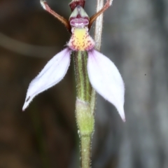 Eriochilus cucullatus at Pinbeyan, NSW - 13 Feb 2022